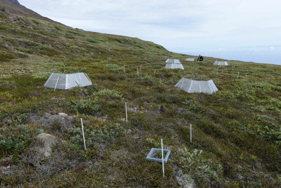 Forskere fra Center for Permafrost ved Københavns Universitet brukte åpne drivhus på Grønland for å undersøke hvordan de arktiske plantene og jordbunnen reagerer på klimaendringene. (Foto: Bo Elberling)