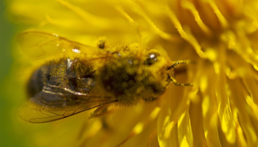 En bie samler pollen i en løvetannblomst på Sotra i Hordaland. Foto: Bjørn Rørslett, Samfoto/NTB scanpix) En bie samler pollen i en løvetannblomst på Sotra i Hordaland. Foto: Bjørn Rørslett, Samfoto/NTB scanpix)