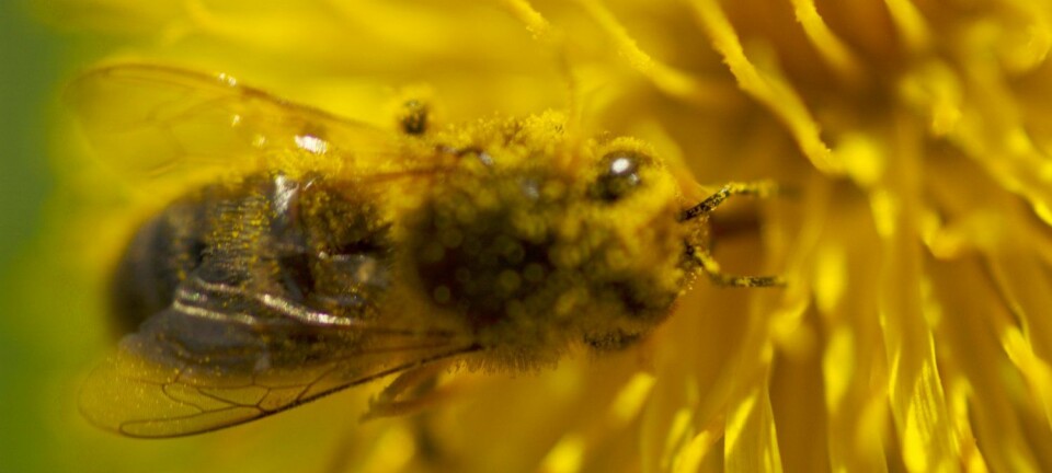 En bie samler pollen i en løvetannblomst på Sotra i Hordaland. Foto: Bjørn Rørslett, Samfoto/NTB scanpix)