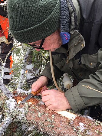 Forsker i NIBIO, Torstein Kvamme undersøker gangsystemene under barken. (Foto: NIBIO) Forsker i NIBIO, Torstein Kvamme undersøker gangsystemene under barken. (Foto: NIBIO)