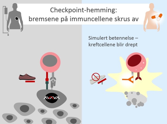 Med metoden checkpoint-hemming simulerer behandlerne en betennelse i kreftpasienten som slipper løs immuncellene. Dermed kan de gå til angrep på kreftcellene. (Foto: (Illustrasjon: Johanna Olweus)) Med metoden checkpoint-hemming simulerer behandlerne en betennelse i kreftpasienten som slipper løs immuncellene. Dermed kan de gå til angrep på kreftcellene. (Foto: (Illustrasjon: Johanna Olweus))