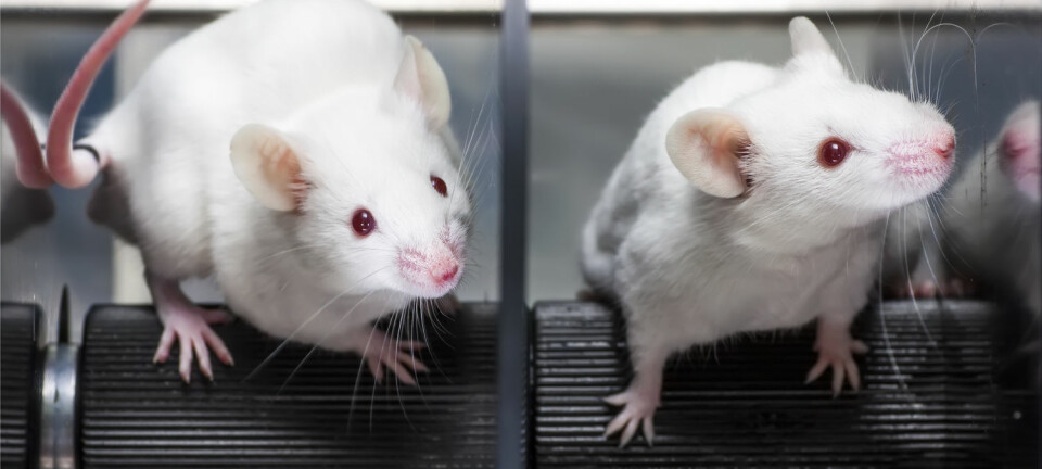 To grupper mus fikk dietter som blant annet inneholdt miljøgiften alfa-HBCD. Den ene fikk fiskeolje, mens den andre fikk soyaolje. Dette påvirket innholdet av miljøgiften i leveren. (Foto: Shutterstock / NTB scanpix)