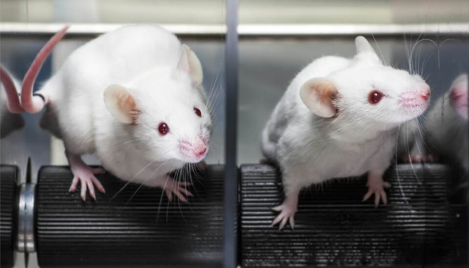 To grupper mus fikk dietter som blant annet inneholdt miljøgiften alfa-HBCD. Den ene fikk fiskeolje, mens den andre fikk soyaolje. Dette påvirket innholdet av miljøgiften i leveren. (Foto: Shutterstock / NTB scanpix)