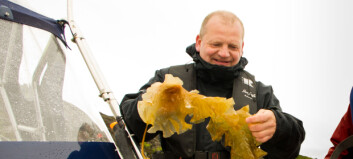 Nofima-forsker Dagbjørn Skipnes har mange gode ideer til hvordan man kan bruke tare som mat. (Foto: Nofima) Nofima-forsker Dagbjørn Skipnes har mange gode ideer til hvordan man kan bruke tare som mat. (Foto: Nofima)
