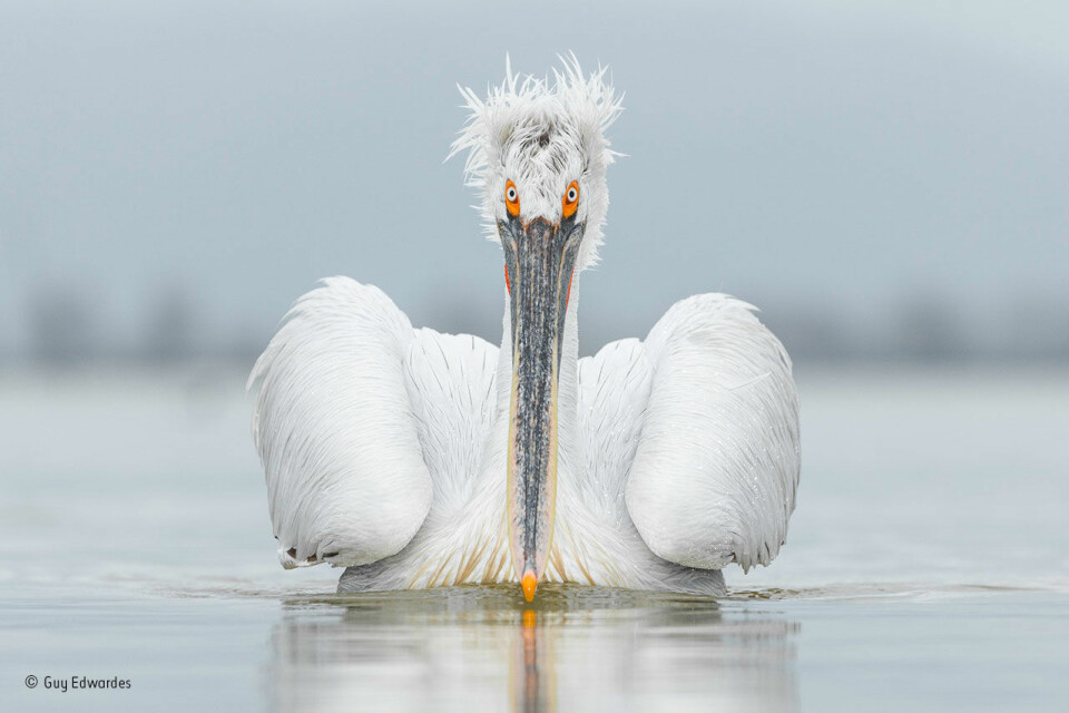 Krøllpelikanen er den største pelikanarten i verden. Den hører naturlig hjemme i Øst-Europa, Russland og Asia. Bildet er tatt på Kerkinisjøen i Hellas. (Foto: Guy Edwardes, @NHM_WPY)