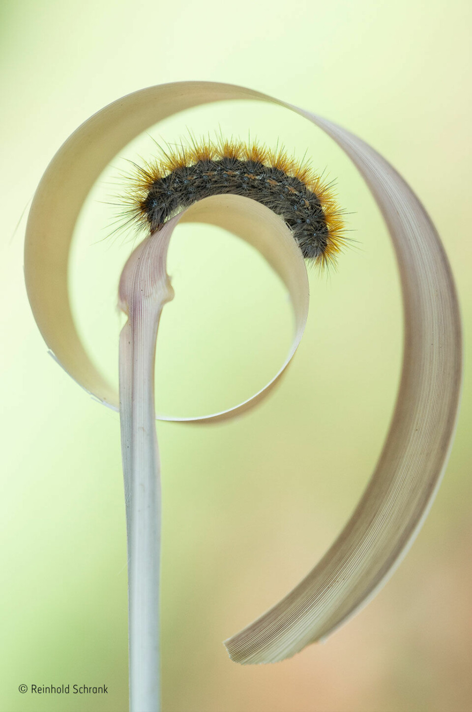 Reinhold Schrank var egentlig ved Kerkinisjøen i Hellas for å ta bilder av fugler. Da oppdaget han denne larven på en blomst, og fristet den over på et stykke tørr, rullet halm. (Foto: Reinhold Schrank, @NHM_WPY)