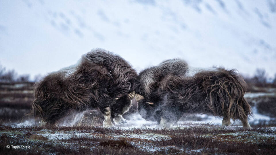 «Rett på»: Finske Tapio Kaisla tok en tur til Dovrefjell-Sunndalsfjell nasjonalpark for å fotografere moskusene. Selv om våren egentlig ikke er tid for brunst, var de allerede i full gang med å teste hverandres styrke. (Foto: Tapio Kaisla, @NHM_WPY)