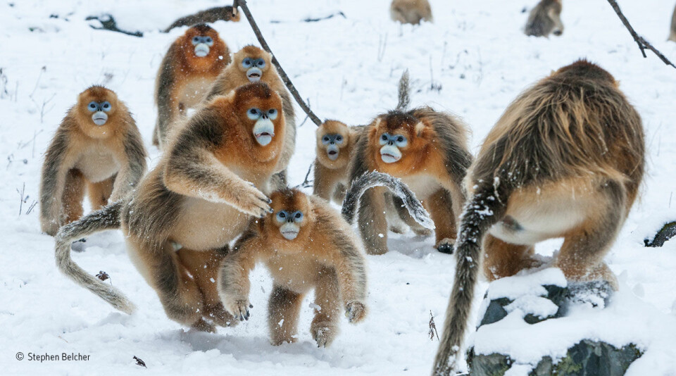 Stumpneseape har veldig tykk pels for å tåle de frosne vinternettene i Zhouzhi naturreservat i Qinling-fjellene sentralt i Kina. Bildet viser to hanner idet de begynner å slåss. (Foto: Stephen Belcher, @NHM_WPY)