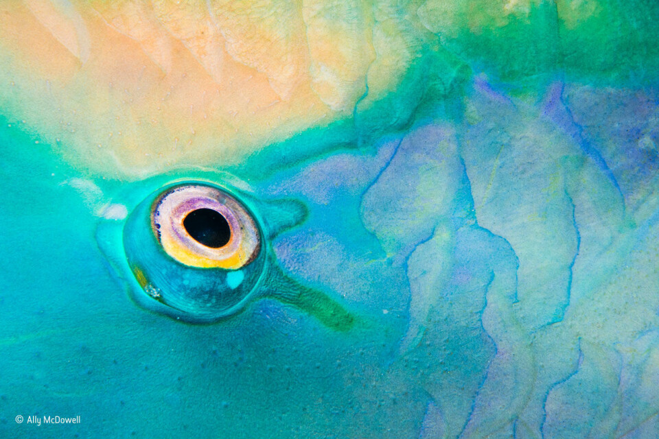 Ally McDowell tar ofte bilder av farger og mønstre under vann. Hun var i ferd med å kaste et bilde av et fiskeøye da partneren hennes ba om å få se det og deretter snudde det opp-ned. Det inspirerte McDowell til å skape et lignende bilde av en sovende papegøyefisk under et nattdykk. (Foto: Ally McDowell, @NHM_WPY)