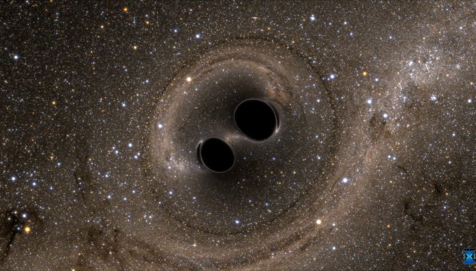 LIGO oppdaget gravitasjonsbølger, eller krusninger i tid og rom, generert som sammenslåtte sorte hull. Simuleringen viser hvordan fusjonen ville sett ut hvis vi fikk en nærmere titt. Stjernene vises vridd på grunn av den sterke tyngdekraften til de svarte hullene. (Illustrasjon: LIGO/SXS)