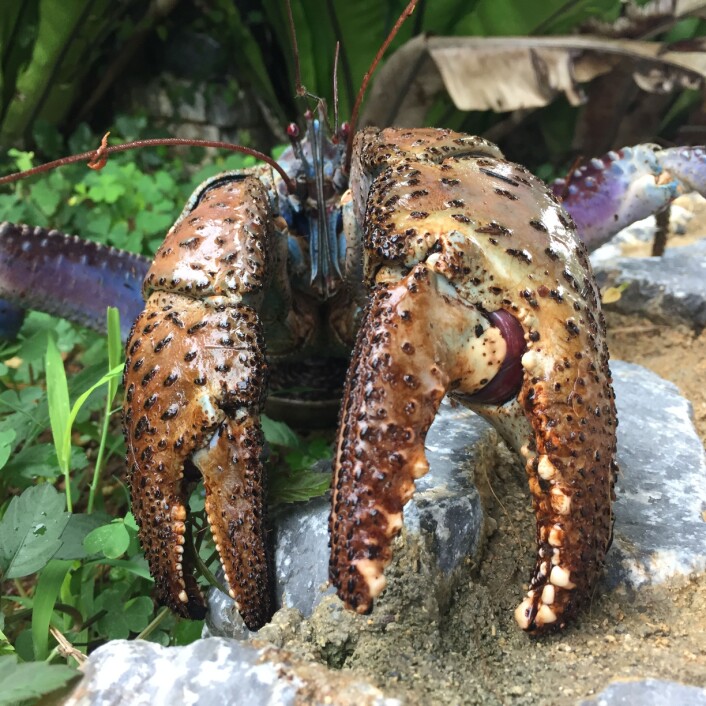 Krabben fra en fryktinngytende vinkel. Legg merke til at den ene kloen er mye større enn den andre. Dette er selveste super-kloen. (Foto: Shin-ichoro Oka) Krabben fra en fryktinngytende vinkel. Legg merke til at den ene kloen er mye større enn den andre. Dette er selveste super-kloen. (Foto: Shin-ichoro Oka)