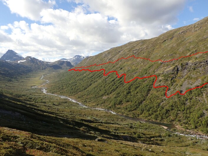 Den øverste linja viser tregrensen, mens den nederste linja er tegnet ved skoggrensen. Legg merke til at skoggrensen er mye høyere på høyre side av dalen enn den venstre siden. Dette skyldes sannsynligvis at den ene dalsiden holder en god sommertemperatur over lengre tid enn den andre, på grunn av helningsretningen til dalsidene. Bildet er fra Storådalen i Jotunheimen. Foto: Peter Horvath Den øverste linja viser tregrensen, mens den nederste linja er tegnet ved skoggrensen. Legg merke til at skoggrensen er mye høyere på høyre side av dalen enn den venstre siden. Dette skyldes sannsynligvis at den ene dalsiden holder en god sommertemperatur over lengre tid enn den andre, på grunn av helningsretningen til dalsidene. Bildet er fra Storådalen i Jotunheimen. Foto: Peter Horvath