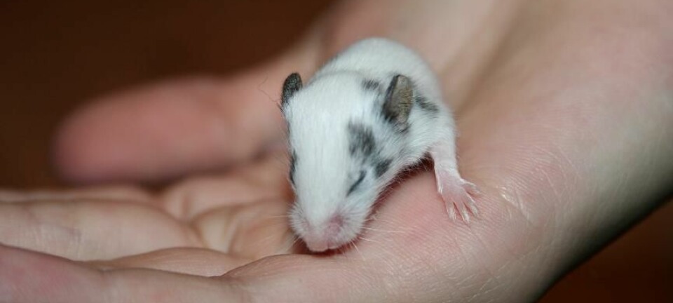 Denne musen er så ung at den ikke ahr åpnet øynene enda. Hva kan egentlig ungt blod gjøre for gamle mus og omvendt? (Foto: ShwSie/CC BY-SA 3.0)
