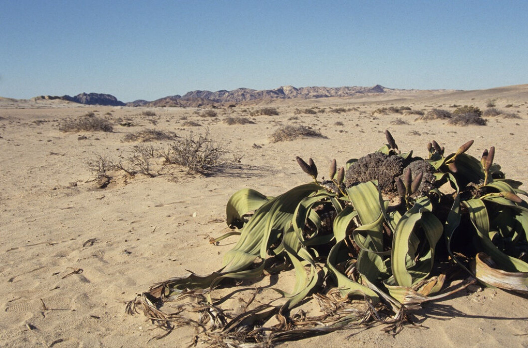 Denne gnetofytten, Welwitschia mirabilis, holder til i Namibia. Hvem den er i slekt med og hvor den skal plasseres er ikke like sikkert. (Foto: Derek Keats, Creative Commons BY 2.0) Denne gnetofytten, Welwitschia mirabilis, holder til i Namibia. Hvem den er i slekt med og hvor den skal plasseres er ikke like sikkert. (Foto: Derek Keats, Creative Commons BY 2.0)