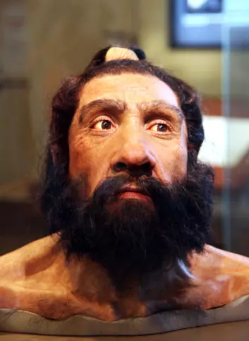 Rekonstruksjon av hodet til en neandertalmann som levde for rundt 70 000 år siden. (Foto: Tim Evanson, Creative Commons BYSA 2.0)