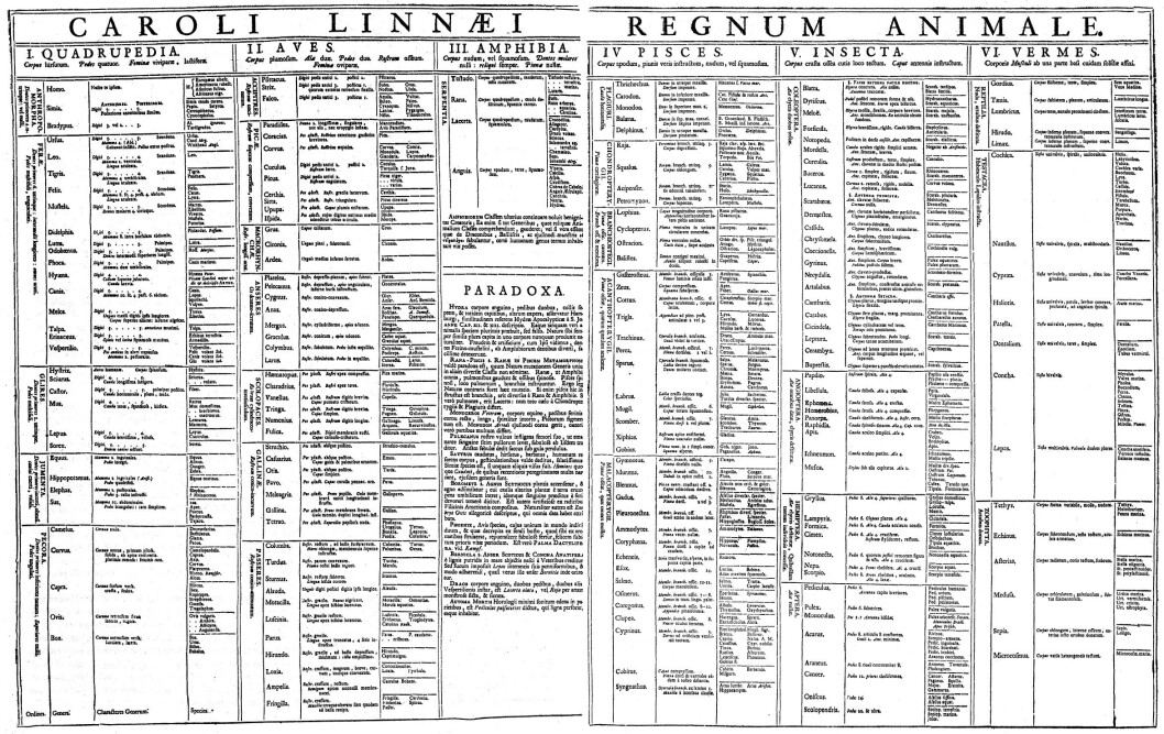 Carl von Linnés klassifisering av dyreriket fra 1735. Publisert i livsverket hans, Systema Naturae. (Foto: (Faksimile: Wikimedia Commons)) Carl von Linnés klassifisering av dyreriket fra 1735. Publisert i livsverket hans, Systema Naturae. (Foto: (Faksimile: Wikimedia Commons))