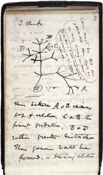 Charles Darwins skisse fra Notebook on Transmutation of Species (1837), hans første tegning av et evolusjonært tre. (Foto: Wikimedia Commons) Charles Darwins skisse fra Notebook on Transmutation of Species (1837), hans første tegning av et evolusjonært tre. (Foto: Wikimedia Commons)