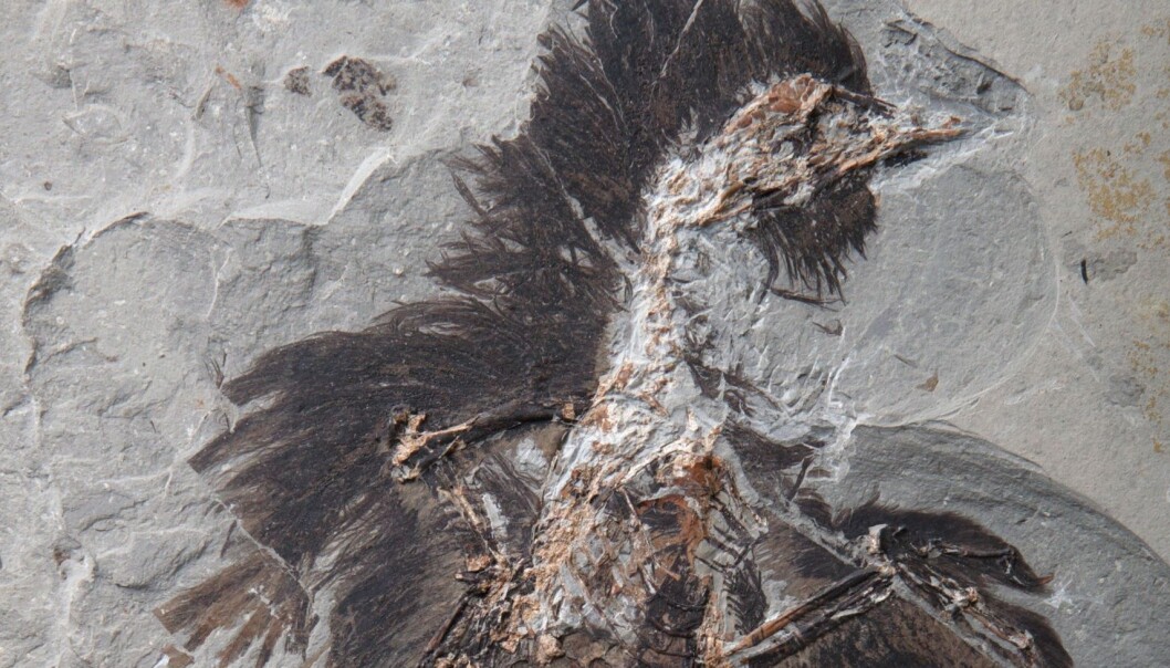 Du kan tydelig se hodet, nebbet og fjærene rundt på dette Eoconfuciusornis-individet. Du kan se et bilde av hele fossilet i bunn av saken. (Foto: Dr. Xiaoli Wang) Du kan tydelig se hodet, nebbet og fjærene rundt på dette Eoconfuciusornis-individet. Du kan se et bilde av hele fossilet i bunn av saken. (Foto: Dr. Xiaoli Wang)