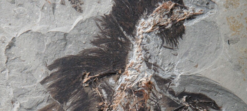 Du kan tydelig se hodet, nebbet og fjærene rundt på dette Eoconfuciusornis-individet. Du kan se et bilde av hele fossilet i bunn av saken. (Foto: Dr. Xiaoli Wang)