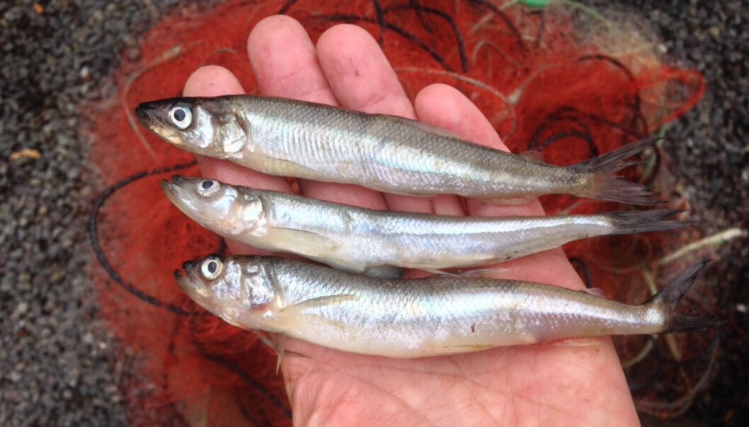 Det skal foreløpig ikke være farlig å spise fisk fra norske innsjøer, men fisken kan inneholde stoffer som blir brutt ned sakte og som forskerne ikke kjenner skadevirkningene til. (Foto: Eirik Fjeld/ NIVA) Det skal foreløpig ikke være farlig å spise fisk fra norske innsjøer, men fisken kan inneholde stoffer som blir brutt ned sakte og som forskerne ikke kjenner skadevirkningene til. (Foto: Eirik Fjeld/ NIVA)
