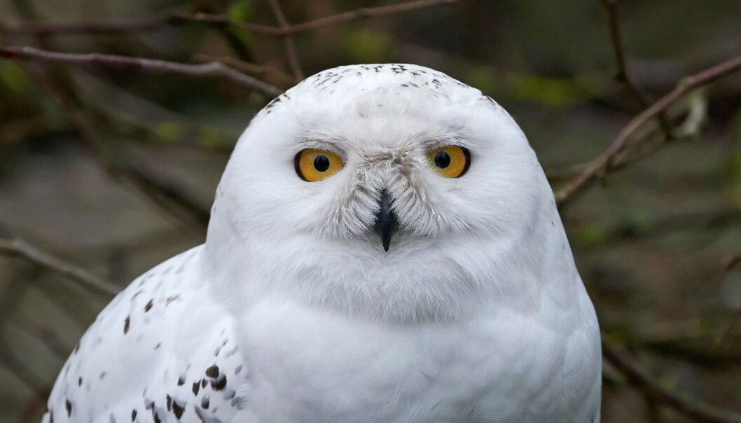 Snøugla er Norges nest største ugleart og kan være nesten helt hvit. Har du sett den? (Foto: Colourbox) Snøugla er Norges nest største ugleart og kan være nesten helt hvit. Har du sett den? (Foto: Colourbox)