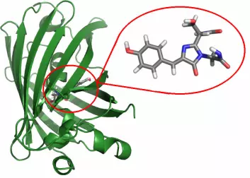 Beerepoot brukte datamodeller for å beregne hva som skulle til for å endre proteinet fra å lyse grønt til å lyse gult/blått. Figuren viser oppbygningen til GFP og hvor i proteinet forskerne kan gjøre endringer for å få til de fascinerende fargeskiftene. (Foto: Arnfinn Hykkerud Steindal/UiT)