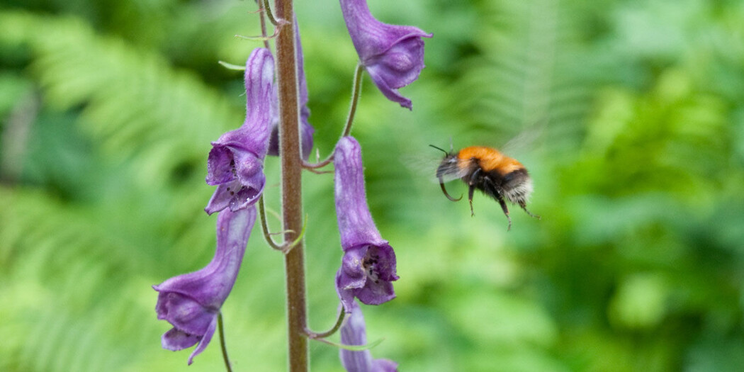Lushatthumle (Bombus consobrinus) er en av humleartene som trives i de norske fjell. (Foto: Arnstein Staverløkk, NINA) Lushatthumle (Bombus consobrinus) er en av humleartene som trives i de norske fjell. (Foto: Arnstein Staverløkk, NINA)