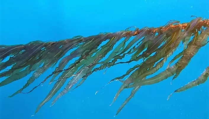 Lista over positive miljøeffektar av tare er lang: Tare kan mellom anna motverke klimaendringar og havforsuring ved å ta opp CO2, og kanskje fungere som leveområde for fisk der den naturlege tareskogen er forsvunnen. (Foto: Tango Seaweed A/S)
