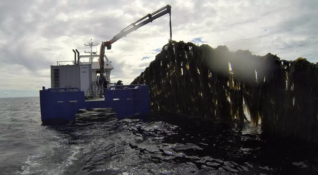 I 2017 var tareproduksjonen i dyrkingsanlegg i Noreg 145 tonn, men allereie i 2050 er produksjonen venta å kome opp i heile 20 millionar tonn. Her frå hausting av tare ved Frøya i Sør-Trøndelag. (Foto: Seaweed Energy Solutions)