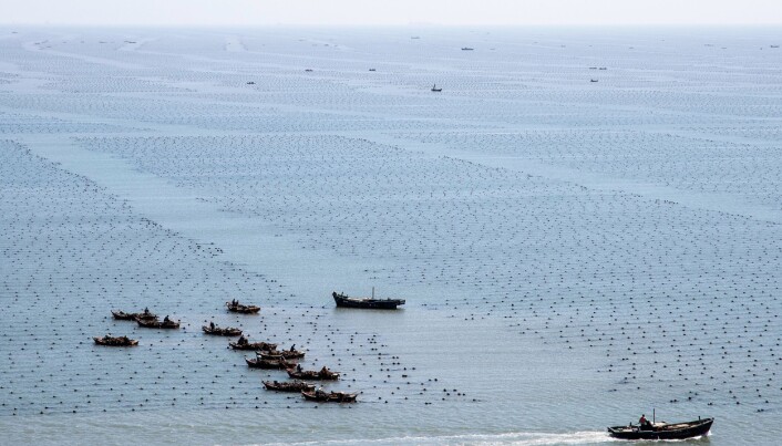 Kommersiell dyrking av tang og tare er ei ny næring i vekst i Noreg og Europa. I Asia er det lange tradisjonar for taredyrking – som her i Sangou-bukta i Kina. (Foto: Jon Funderud) Kommersiell dyrking av tang og tare er ei ny næring i vekst i Noreg og Europa. I Asia er det lange tradisjonar for taredyrking – som her i Sangou-bukta i Kina. (Foto: Jon Funderud)