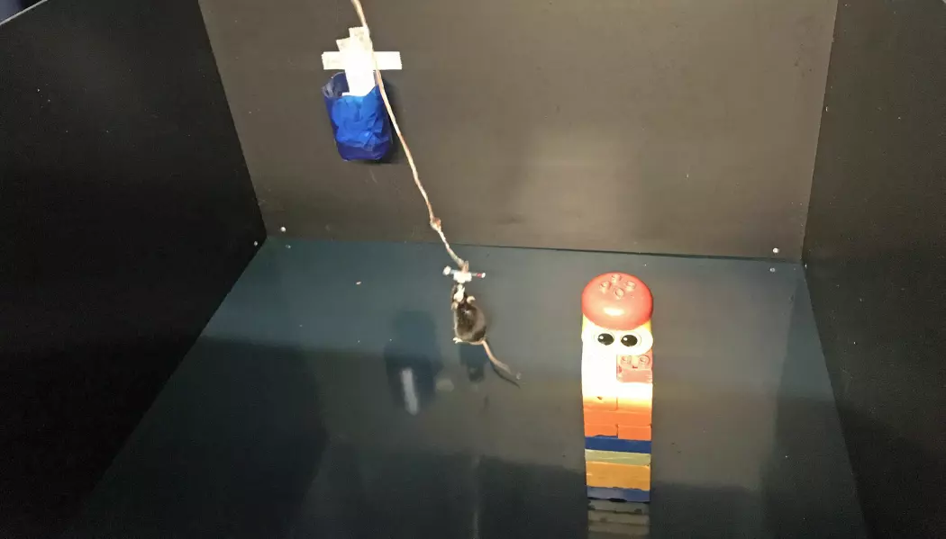 Bildet viser et av eksperimentene, hvor en mus forholder seg til ett objekt i rommet mens hjerneaktiviteten blir målt. (Bilde: Rita Elmkvist Nilsen / Kavli Institute for Systems Neuroscience)