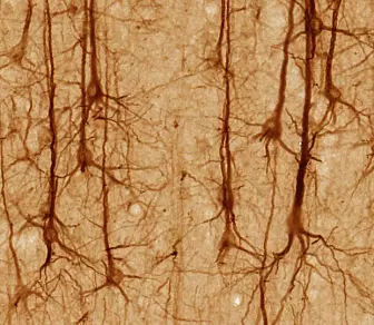 Illustrasjonsbilde: Dette er hjerneceller, kalt nevroner i cerebral cortex. (Bilde: UC Regents Davis/CC BY 3.0)