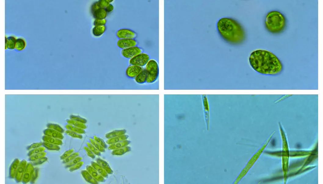 Enkelte alger har et høyt nivå av omega-3. Nå viser det seg at ulikt lys kan påvirke prosessen i algene som danner dette stoffet. Dermed kan kanskje forskere styre prosessen, slik at algene lager mer omega-3. (Foto: Universitetet i Sørøst-Norge)