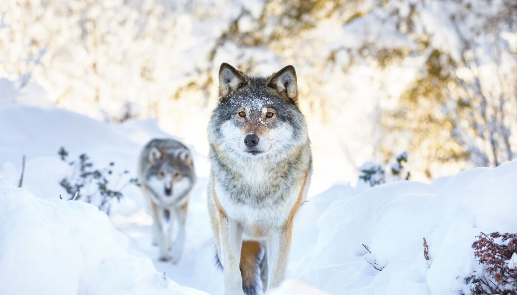 Utviklingslinjene som finnes i den skandinaviske ulvestammen, har ikke blitt funnet i noen hunder. (Foto: Kjetil Kolbjornsrud, Shutterstock, NTB scanpix) Utviklingslinjene som finnes i den skandinaviske ulvestammen, har ikke blitt funnet i noen hunder. (Foto: Kjetil Kolbjornsrud, Shutterstock, NTB scanpix)