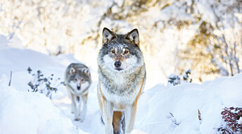 Hvor kommer den skandinaviske ulven fra?