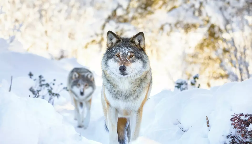 Hvor kommer den skandinaviske ulven fra?