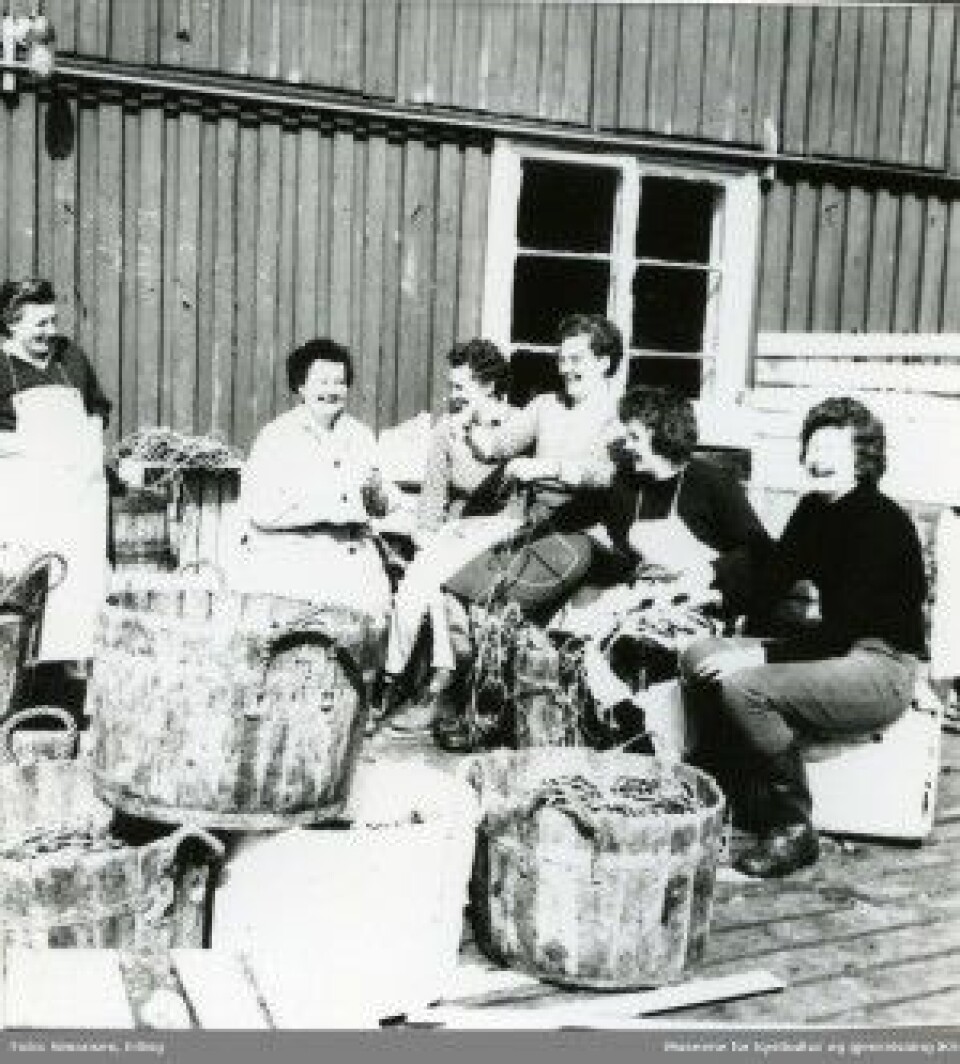 Kvinner egner line i Mehamn, Finnmark 1962. (Foto: Simonsen/Museene for kystkultur og gjenreisning IKS)