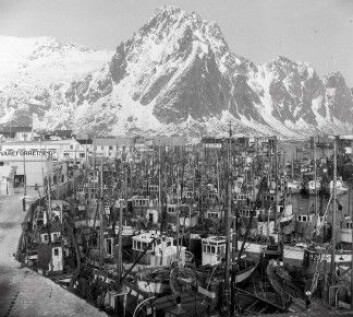 Lofotfisket i Svolvær på 1950-tallet. (Foto: Kanstad/Nordlandsmuseets bildesamling) Lofotfisket i Svolvær på 1950-tallet. (Foto: Kanstad/Nordlandsmuseets bildesamling)