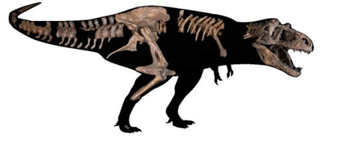 Deler av Tyrannosaurus rex-skjelettet satt sammen. Foto: University of Alberta, via Agence France-Presse, Getty Images Deler av Tyrannosaurus rex-skjelettet satt sammen. Foto: University of Alberta, via Agence France-Presse, Getty Images