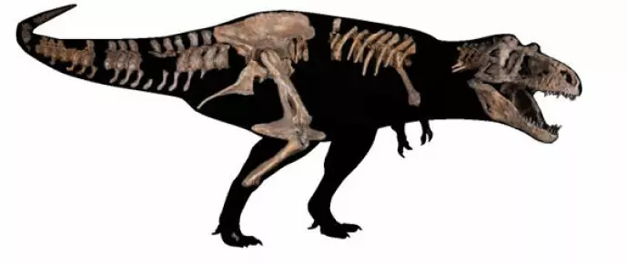 Deler av Tyrannosaurus rex-skjelettet satt sammen. Foto: University of Alberta, via Agence France-Presse, Getty Images