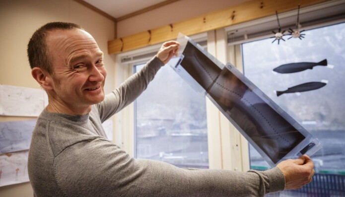 Per Gunnar Fjelldal viser fram eit røntgenbilete av den eldre typen. (Foto: Erlend A. Lorentzen/HI) Per Gunnar Fjelldal viser fram eit røntgenbilete av den eldre typen. (Foto: Erlend A. Lorentzen/HI)