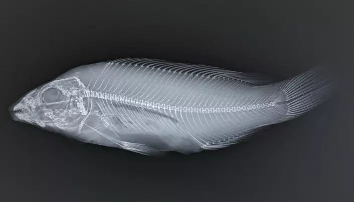 Røntgen og beinknusing viser korleis fisken har det