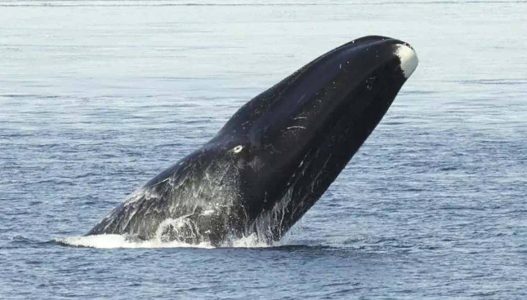 Den er litt av en rugg, grønlandshvalen. Derfor har mange ment at hvaljakt har vært helt umulig for de første menneskene på Grønland, men en ny studie tyder på at de klarte det. (Foto: Kate Stafford/Wikimedia)