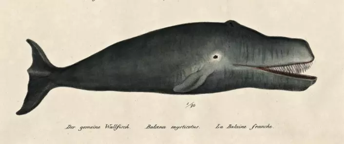 Grønlandshvalen (Balaena mysticetus) er være nesten helt svart, med hvit underkjeve. Den kan bli opptil 18,5 meter og veie opp mot 100 tonn. (Foto: (Illustrasjon: Karl Joseph Brodtmann/Nasjonalbiblioteket Norge/Flickr))