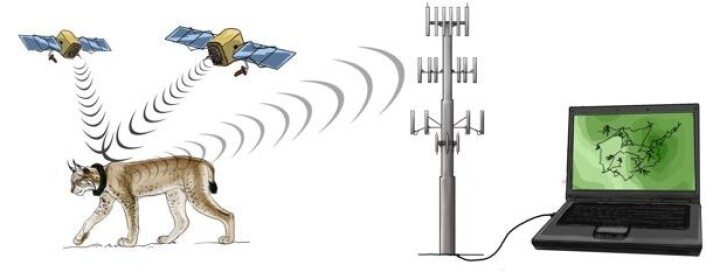 GPS-halsbåndet tar en posisjon ved hjelp av satelitter. Denne posisjonen sendes til forskerne ved hjelp av mobilnettet. (Foto: (Illustrasjon: Mirjam van Dalum)) GPS-halsbåndet tar en posisjon ved hjelp av satelitter. Denne posisjonen sendes til forskerne ved hjelp av mobilnettet. (Foto: (Illustrasjon: Mirjam van Dalum))