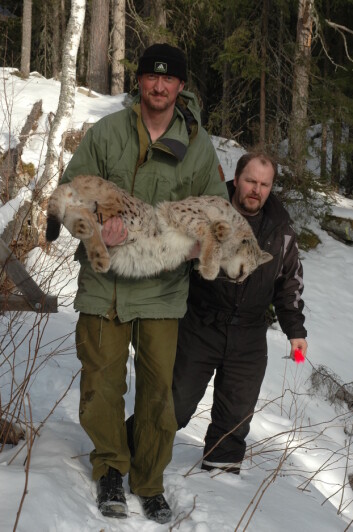 John Odden og Øistein høgseth med den første gaupa (M187) som får GPS-sender i Hallingdal (Foto: John DC Linnell) John Odden og Øistein høgseth med den første gaupa (M187) som får GPS-sender i Hallingdal (Foto: John DC Linnell)