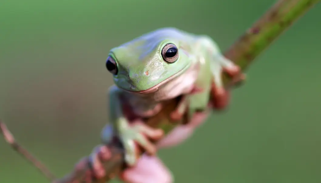 Spredningen av soppsykdommen er rask og har forårsaket død hos mange arter. (Foto: Kholid Mustar, Shutterstock, NTB scanpix) Spredningen av soppsykdommen er rask og har forårsaket død hos mange arter. (Foto: Kholid Mustar, Shutterstock, NTB scanpix)