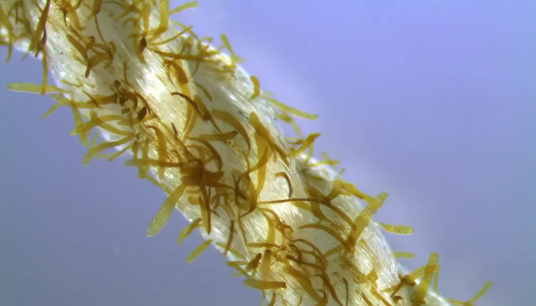 Er alger og plankton den nye oljen?