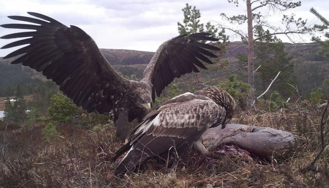 (Foto: Kongeørnprosjektet på Fosen/NINA) (Foto: Kongeørnprosjektet på Fosen/NINA)