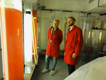Andreas Hagemann og Gunvor Øie observerer her mikroalger ved det nye nasjonale senteret for planktonteknologi på Brattøra. Begge er forskere ved SINTEF Fiskeri og havbruk. (Foto: SINTEF) Andreas Hagemann og Gunvor Øie observerer her mikroalger ved det nye nasjonale senteret for planktonteknologi på Brattøra. Begge er forskere ved SINTEF Fiskeri og havbruk. (Foto: SINTEF)